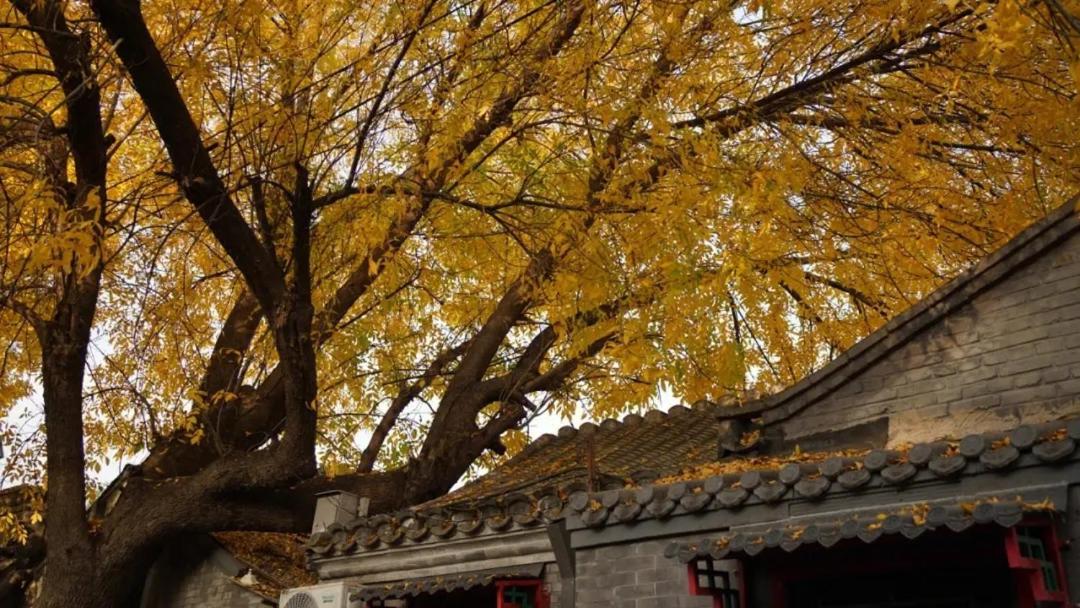The East Hotel-Very Close To The Drum Tower,The Lama Temple,Houhai Bar Street,And The Forbidden City,There Are Many Old Beijing Traditional Hutongs Around The Hotel ,Experience The Culture Of Old Beijing Hutongs,Near Exit A Of Shichahai On Metro Line Kültér fotó