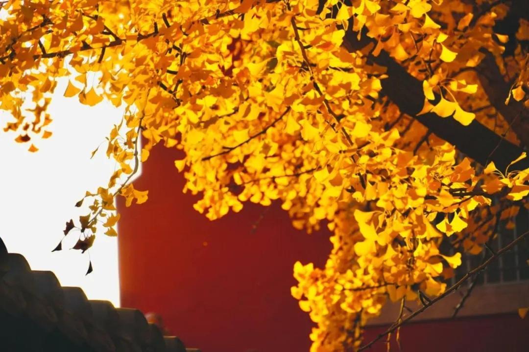 The East Hotel-Very Close To The Drum Tower,The Lama Temple,Houhai Bar Street,And The Forbidden City,There Are Many Old Beijing Traditional Hutongs Around The Hotel ,Experience The Culture Of Old Beijing Hutongs,Near Exit A Of Shichahai On Metro Line Kültér fotó